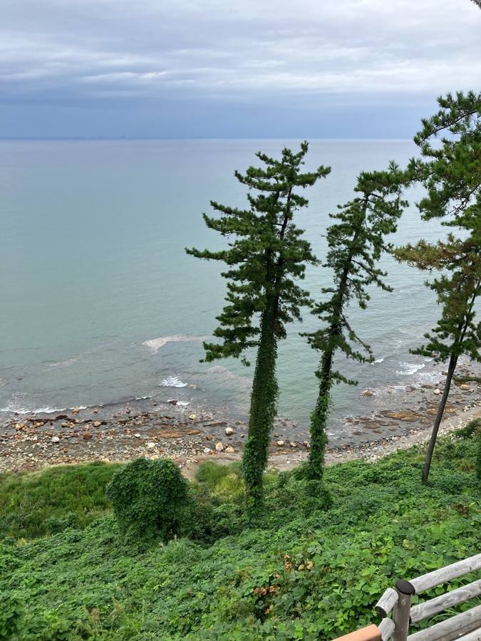 松の木の間から見える海岸